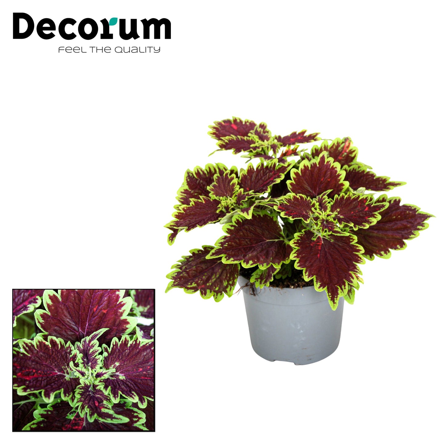 Coleus blu Main Street Bourbon Street 20cm 13cm Pot