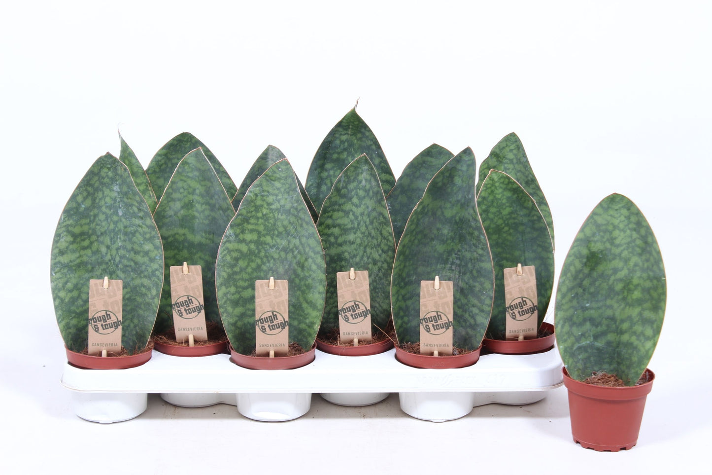 Sansevieria Victoria 25cm 510cm Pot