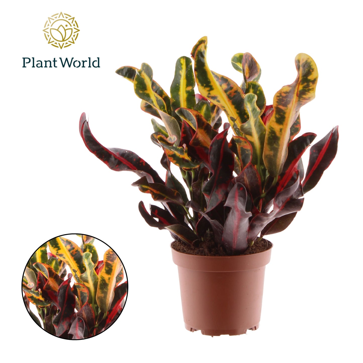 Codiaeum Mammi 30cm 12cm Pot