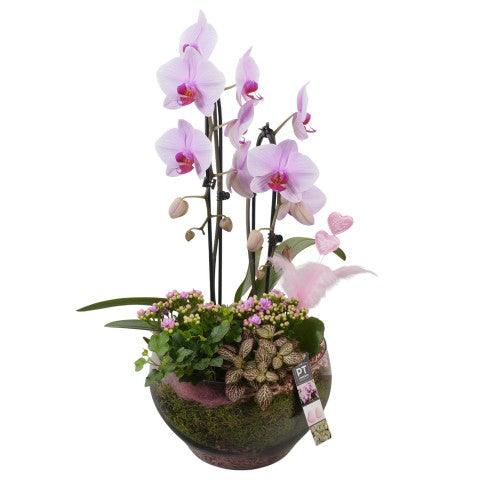 PTVMG4998 Arrangementen kamerplanten 60cm 25cm Pot
