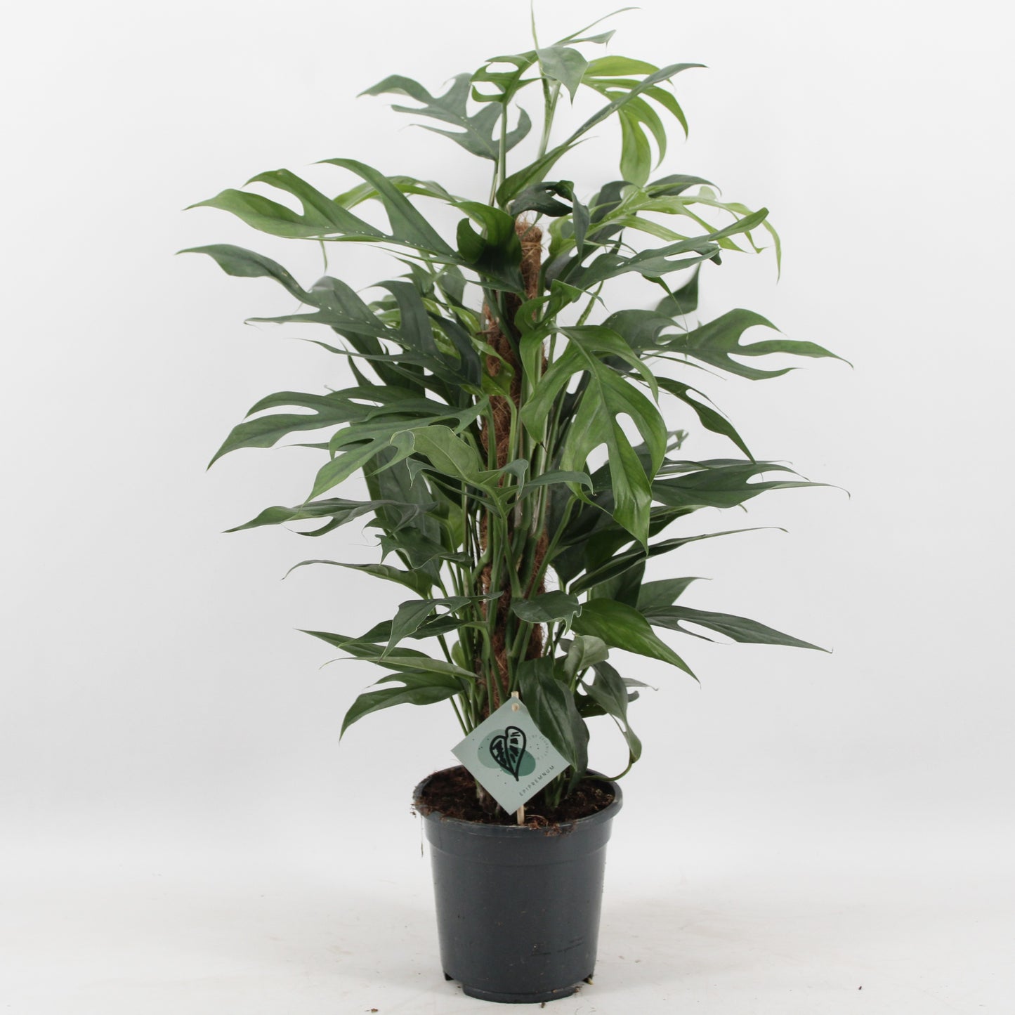 Epipremnum pinnatum Baltic blue 60cm 17cm Pot