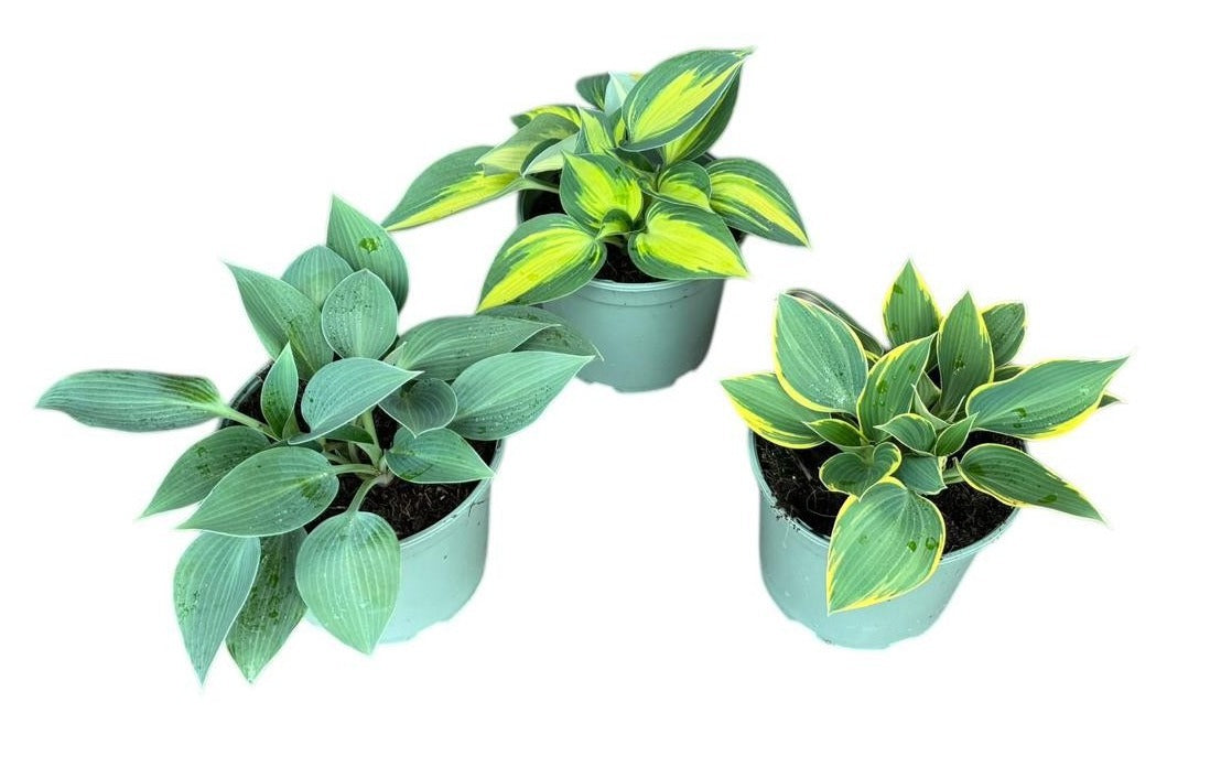 Hosta mix 25cm 17cm Pot
