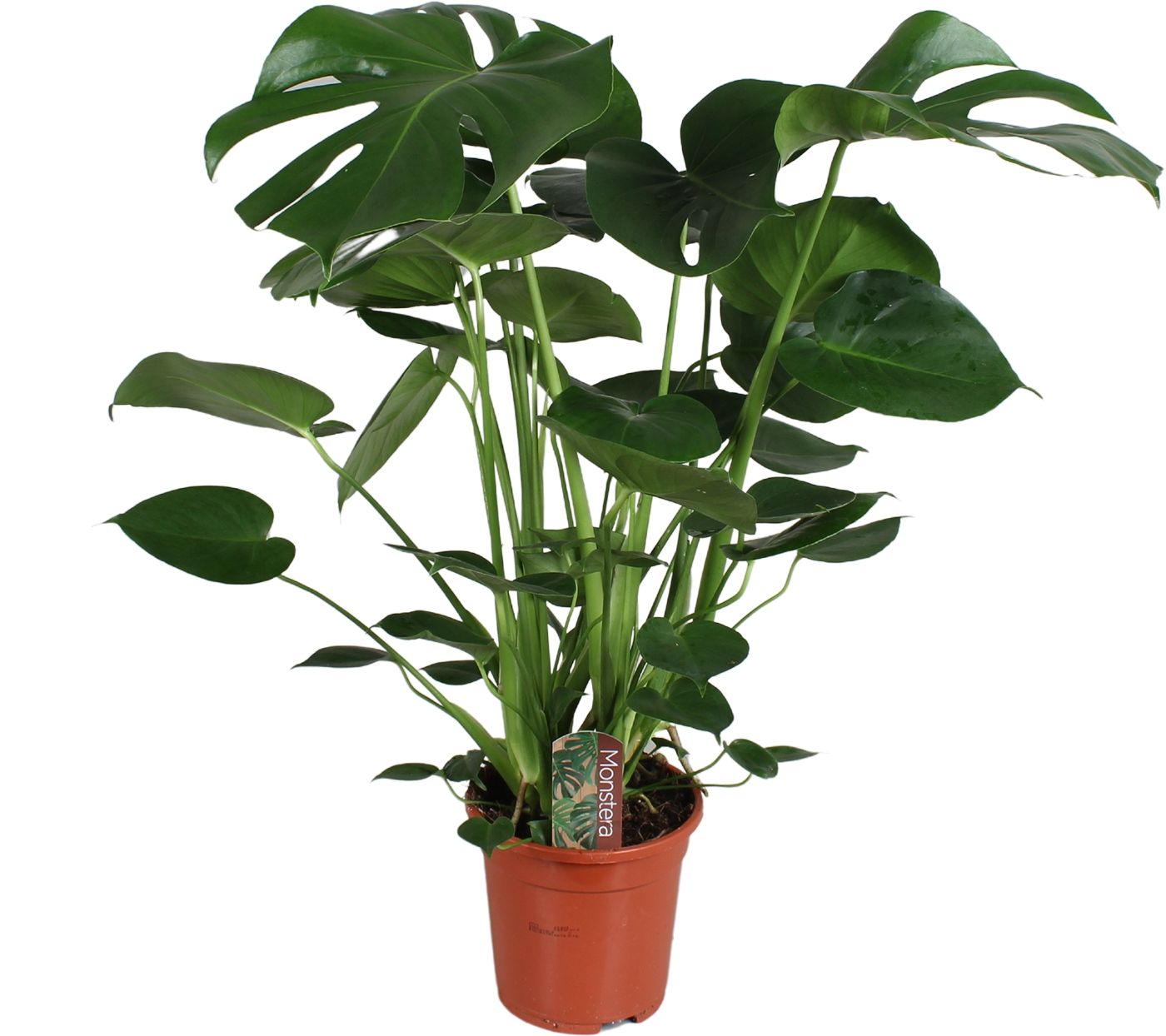 Monstera deliciosa 70cm 17cm Pot