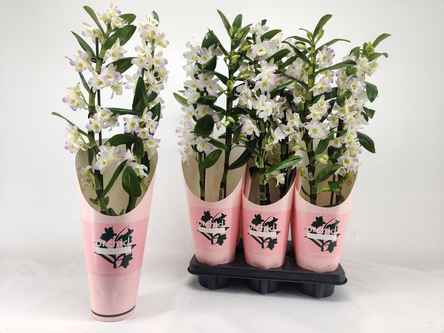 Dendrobium Kumiko 55cm 12cm Pot