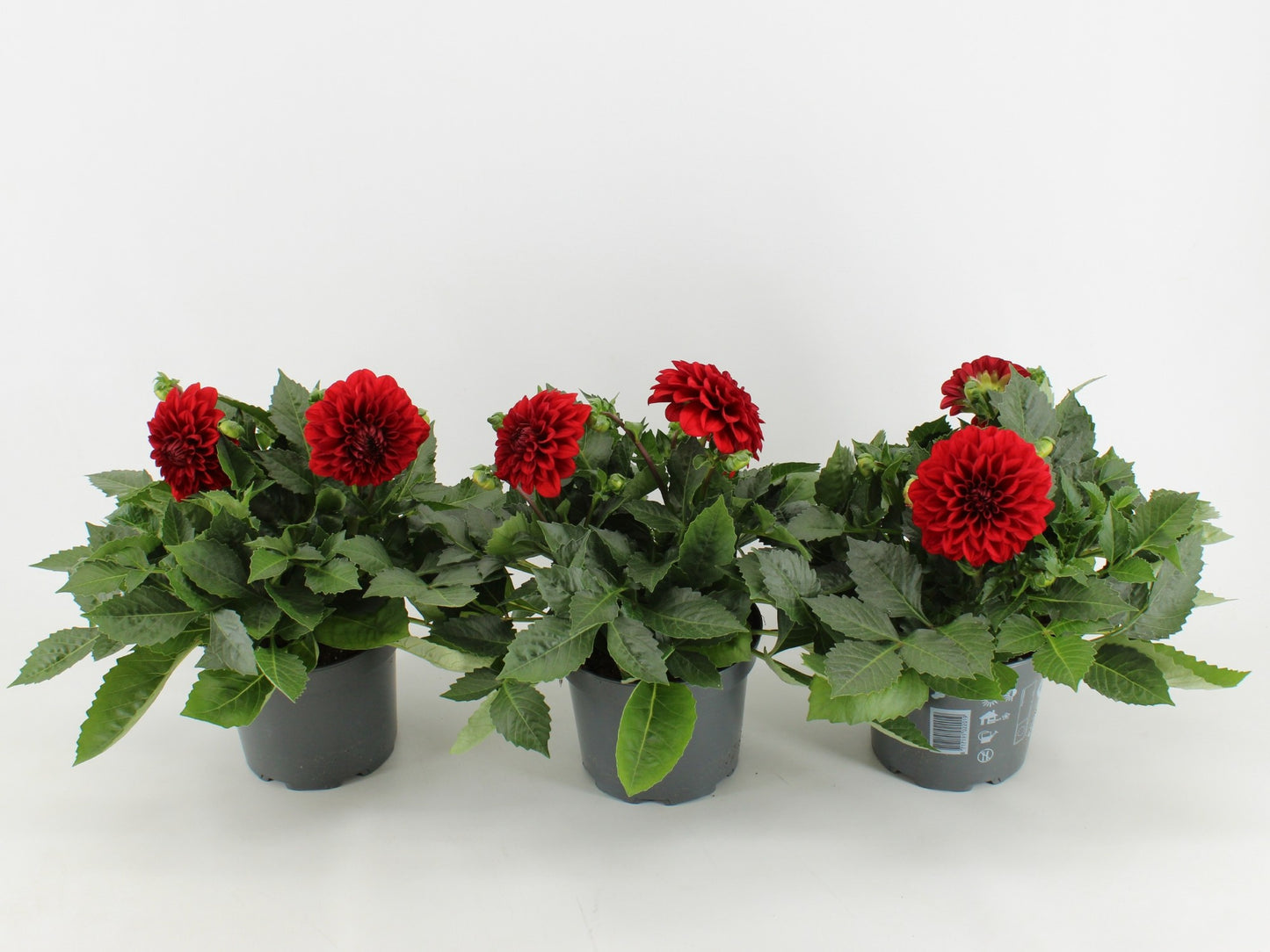 Dahlia Dalina Maxi Topia 45cm 17cm Pot