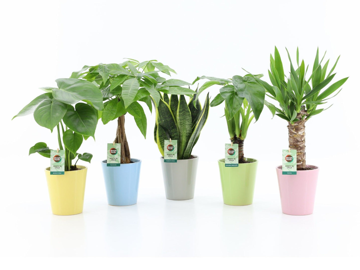 Tropical Panama mix 35cm 13cm Pot