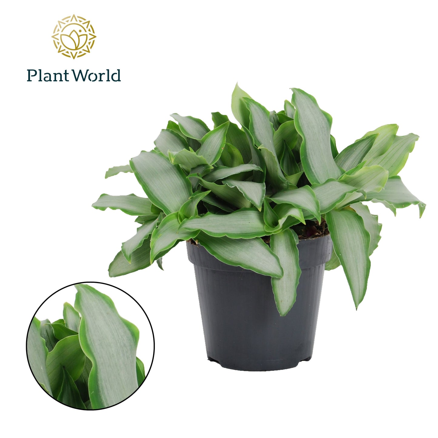 Murdannia Bright Star 20cm 12cm Pot