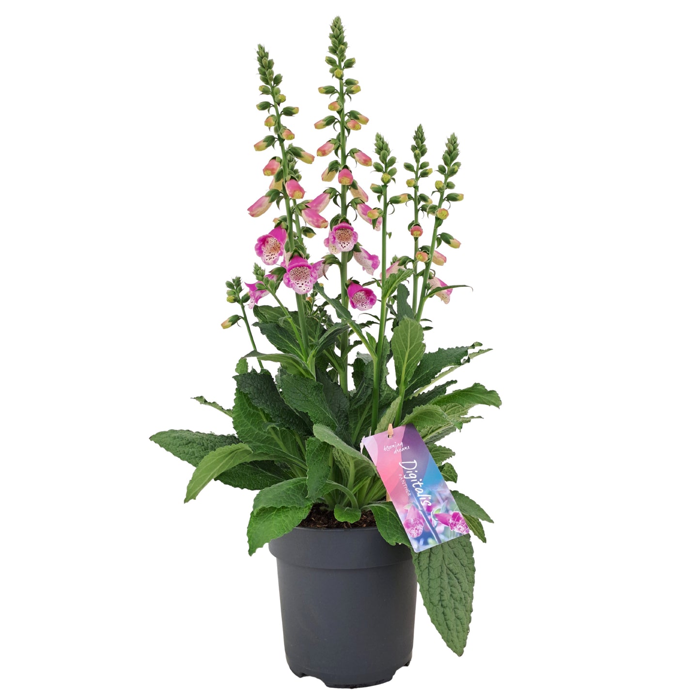 Digitalis Pink Panther 65cm 17cm Pot