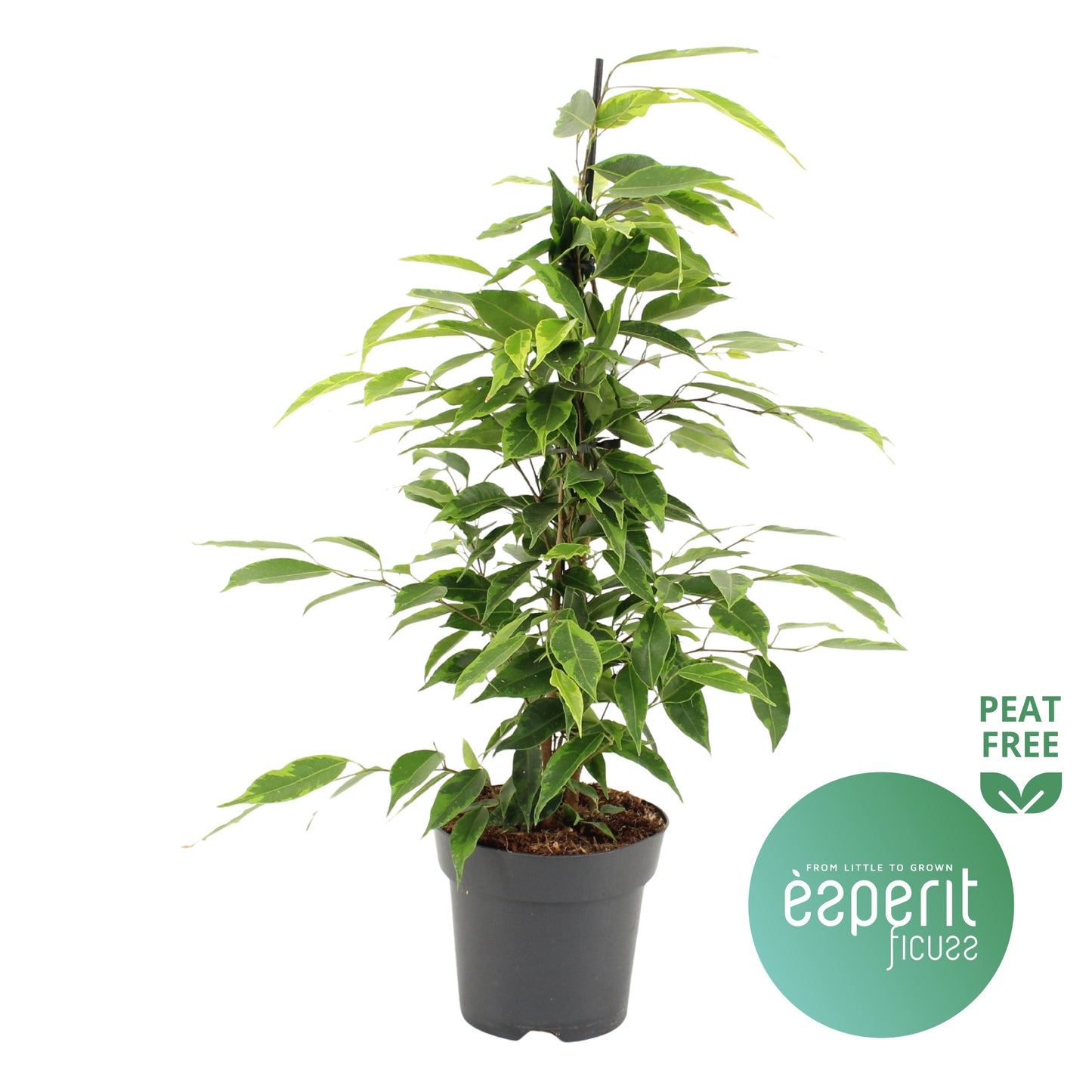 Ficus benj. Anastasia 55cm 14cm Pot