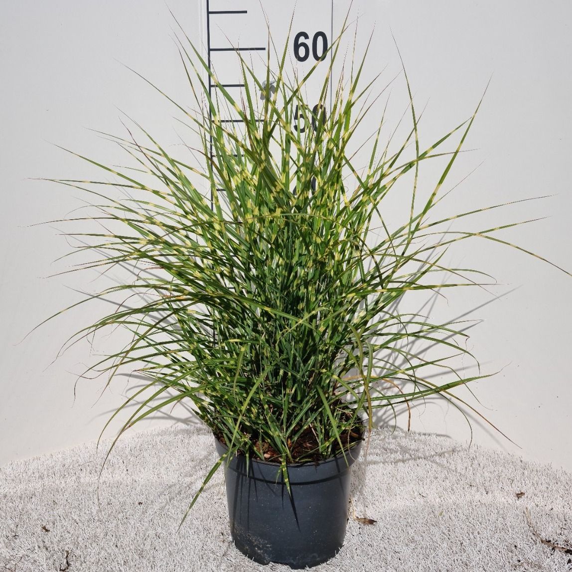 Miscanthus sin. Strictus 30cm 19cm Pot