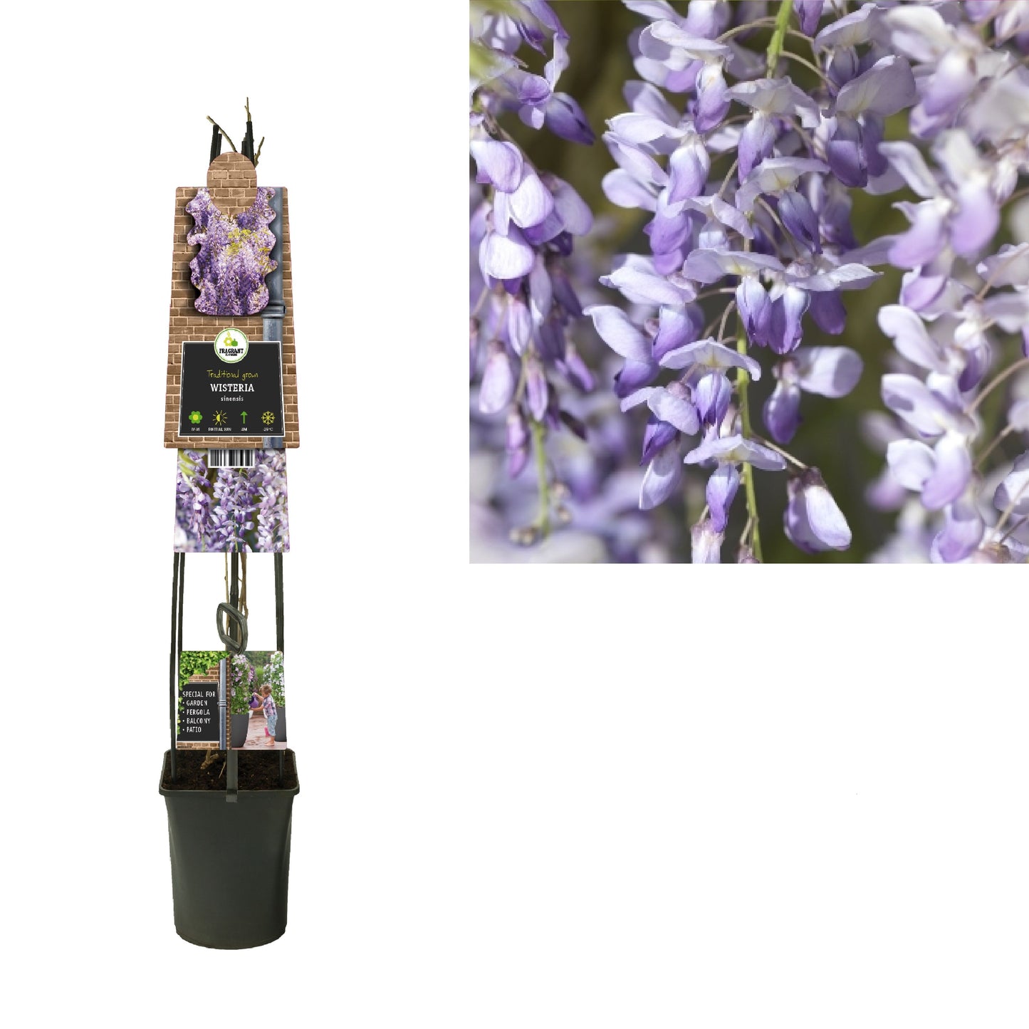 Wisteria sinensis 115cm 23cm Pot