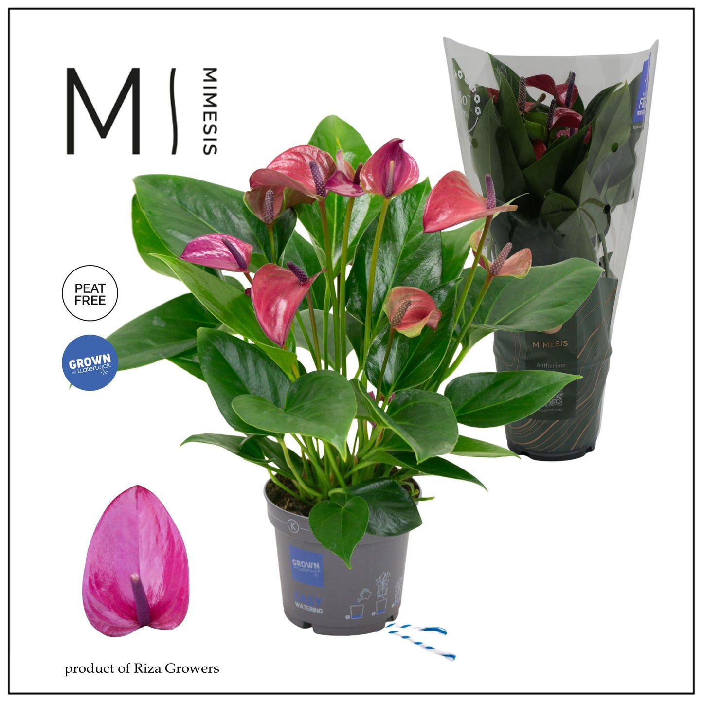 Anthurium Karma Purple 45cm 12cm Pot