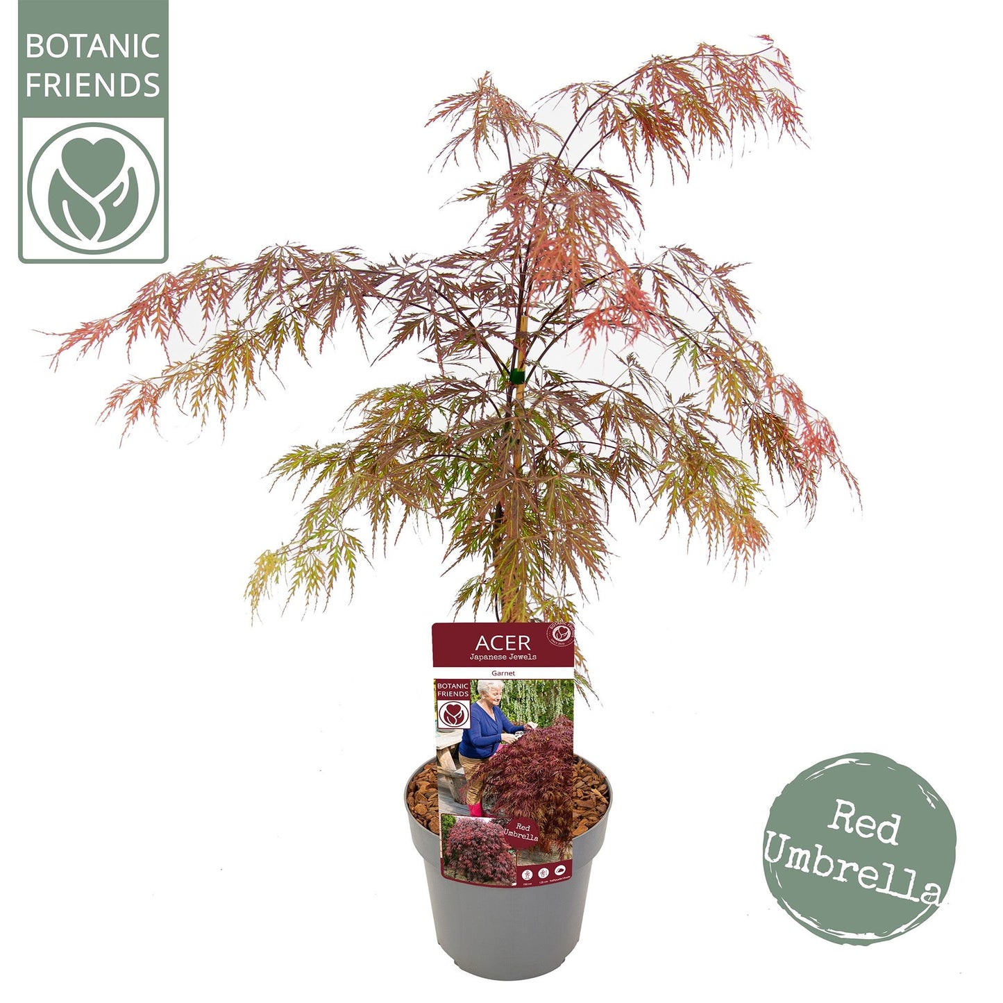 Acer palm. Garnet 65cm 19cm Pot
