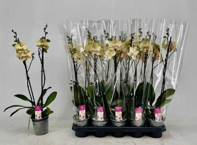 Phalaenopsis yellow 60cm 12cm Pot