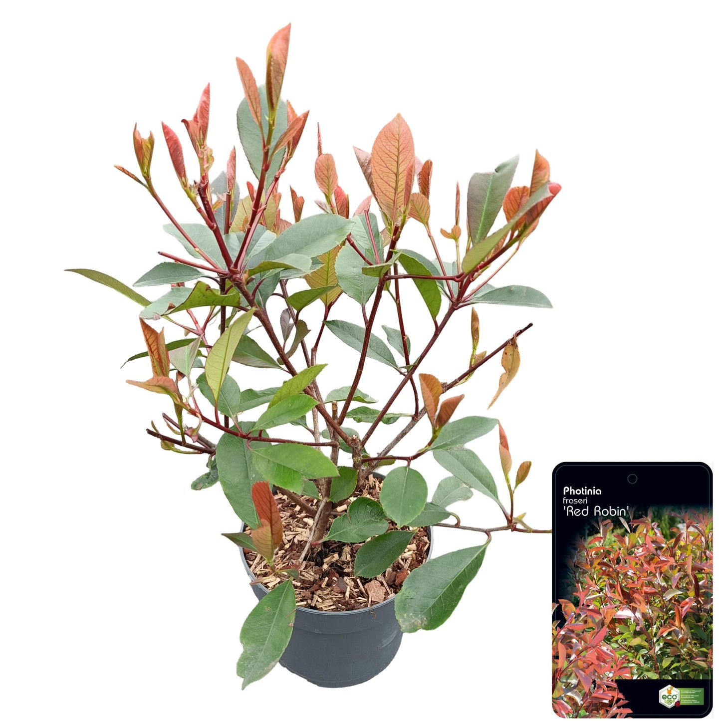 Photinia fra. Red Robin 50cm 17cm Pot