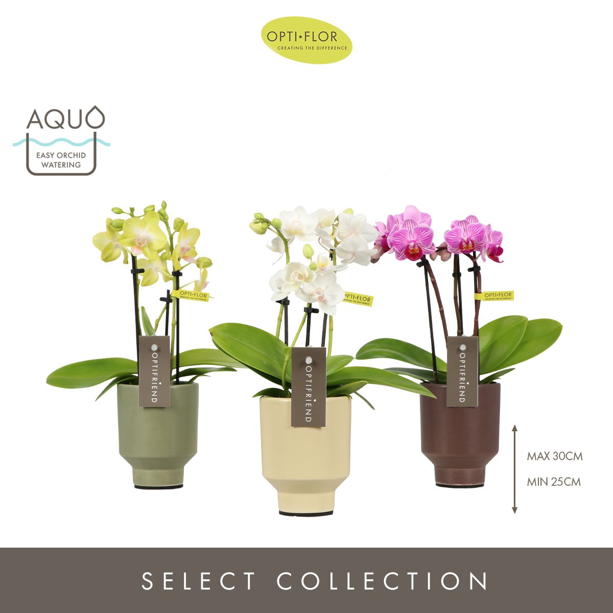 Phalaenopsis mf. mix (+ drp.Emilia) 25cm 7cm Pot
