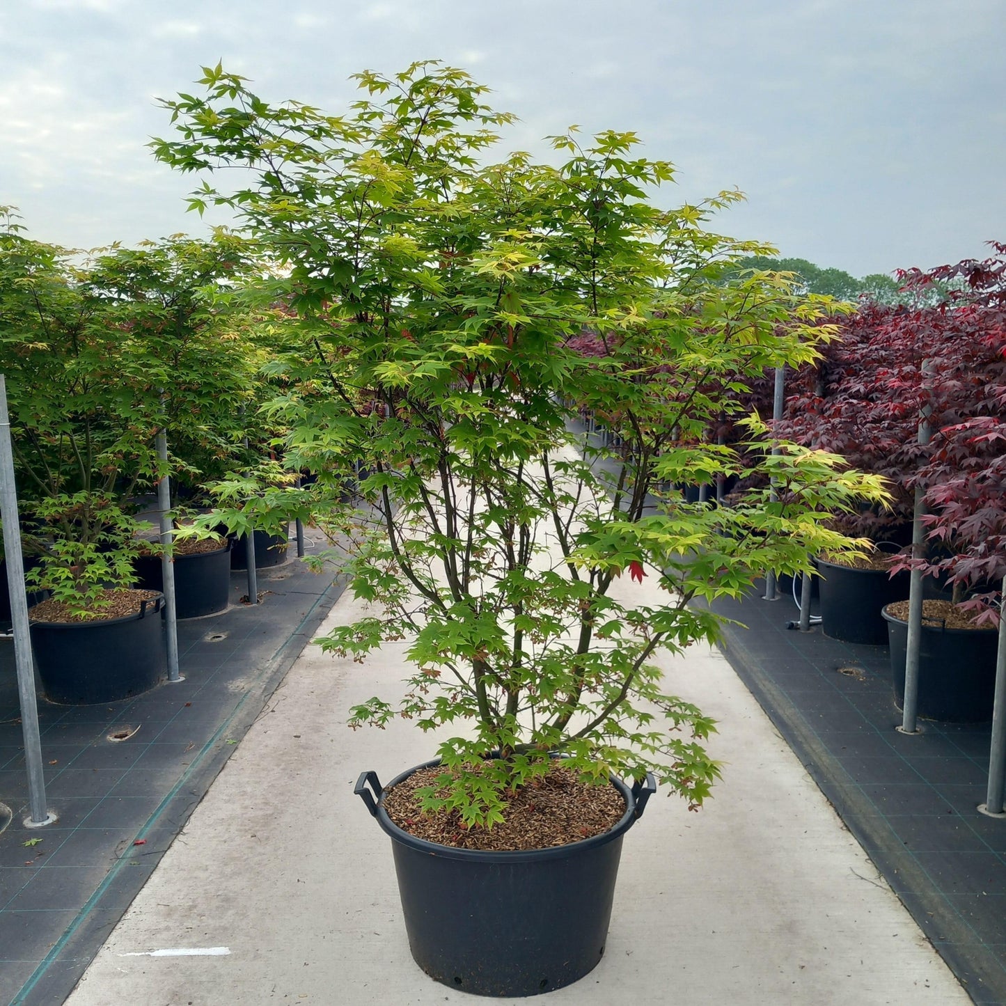 Acer palm. Osakazuki 200cm 67cm Pot