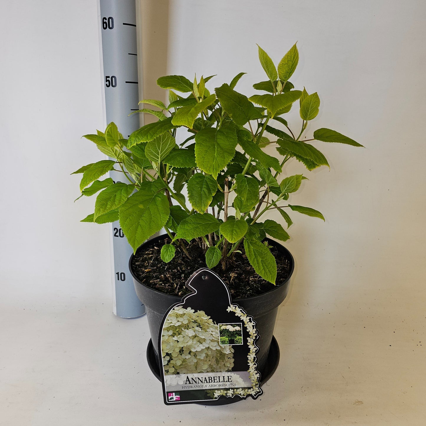 Hydrangea Annabelle 75cm 29cm Pot