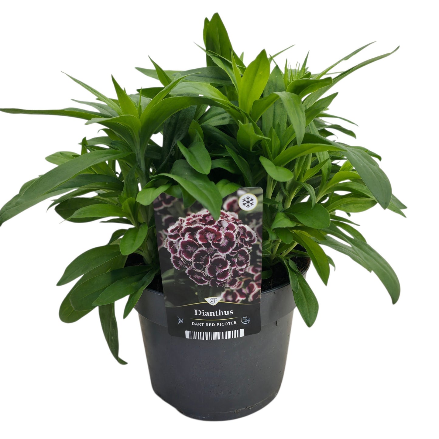 Dianthus bar. Dart Scarlet 35cm 17cm Pot