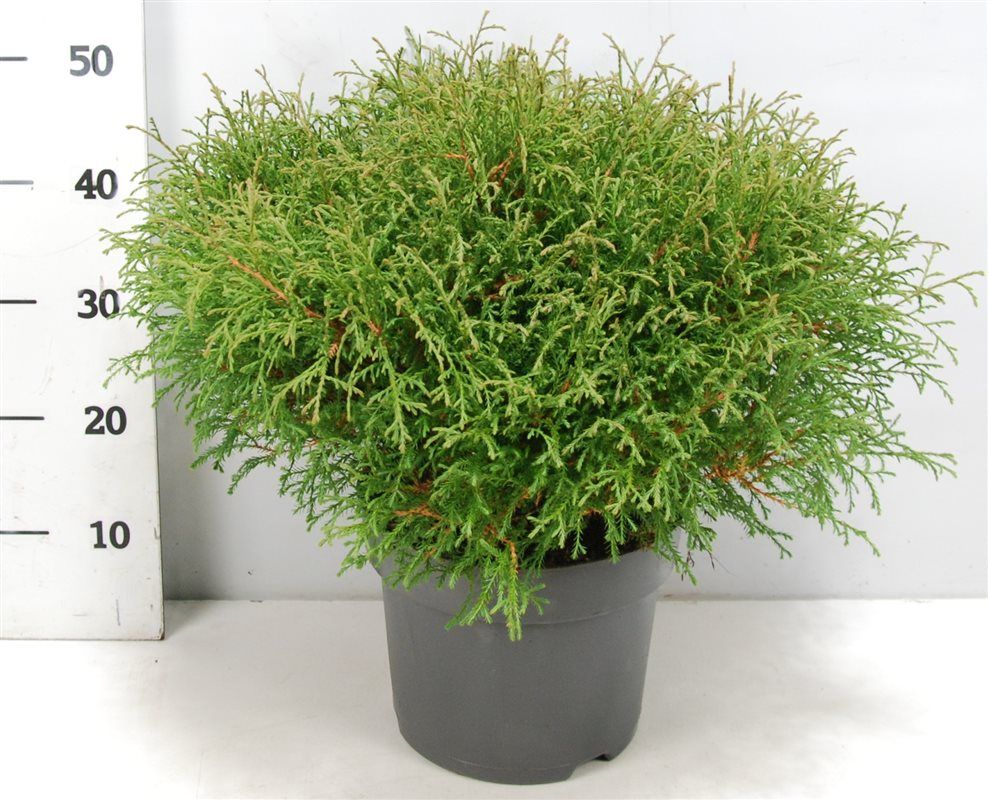 Thuja occidentalis Mr. Bowling Ball 60cm 26cm Pot