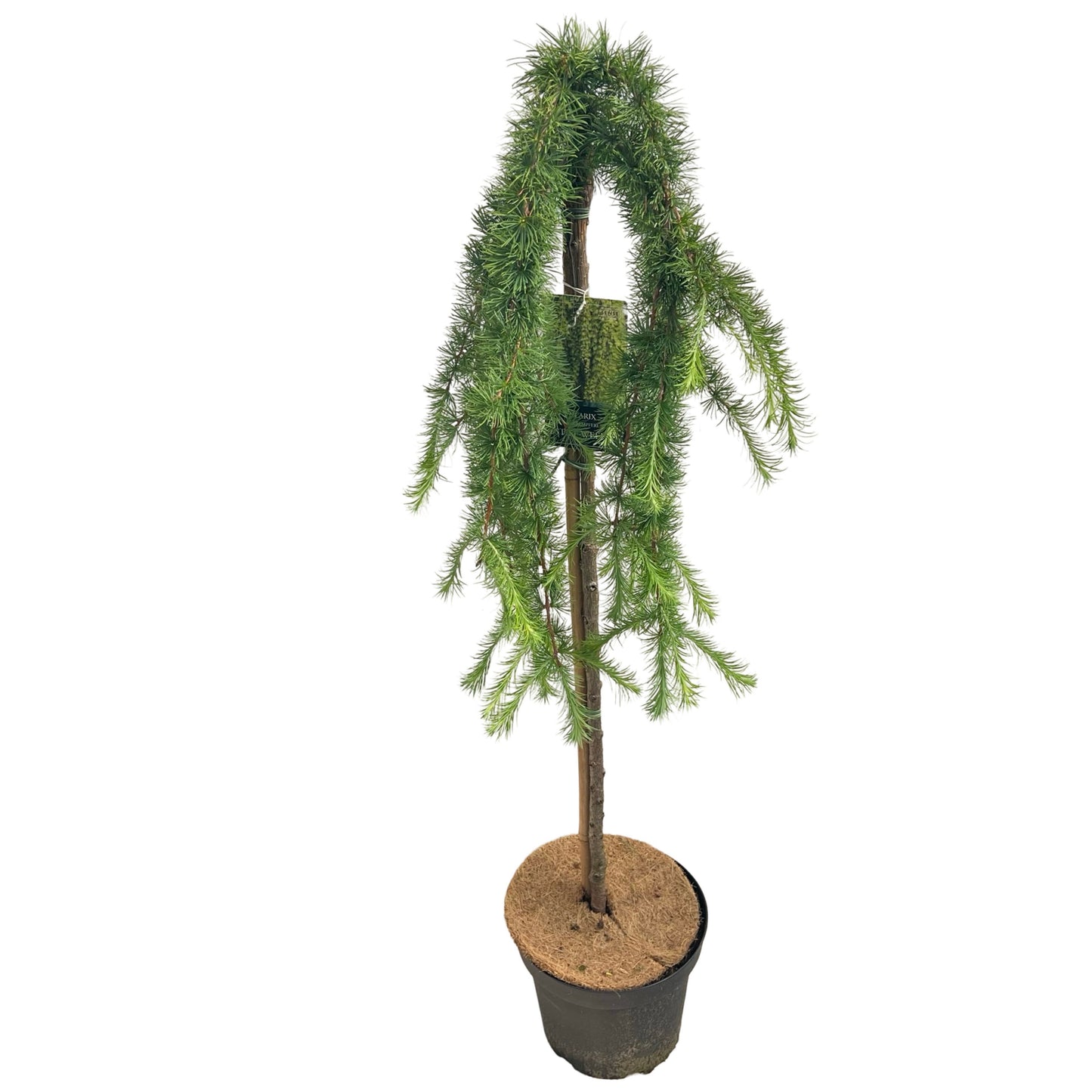 Larix kae. Stiff Weeper 110cm 26cm Pot