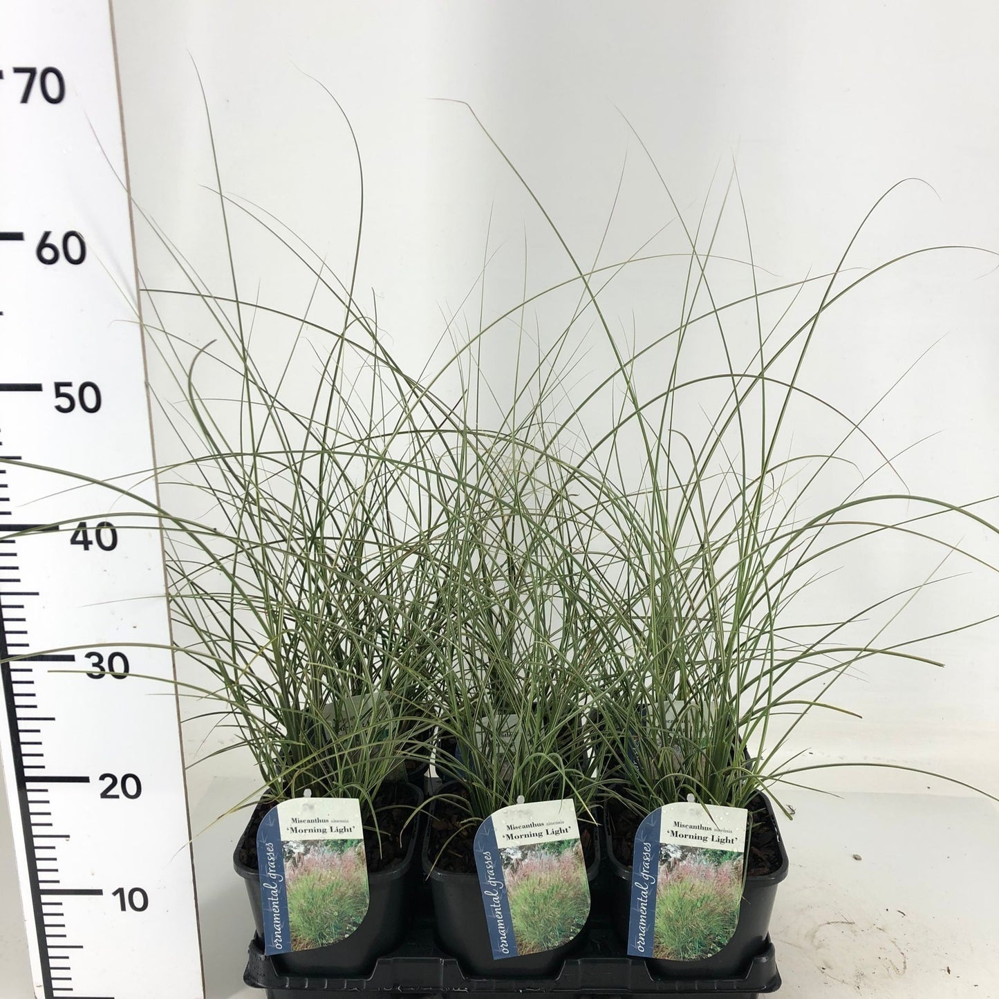 Miscanthus sin. Morning Light 15cm 17cm Pot