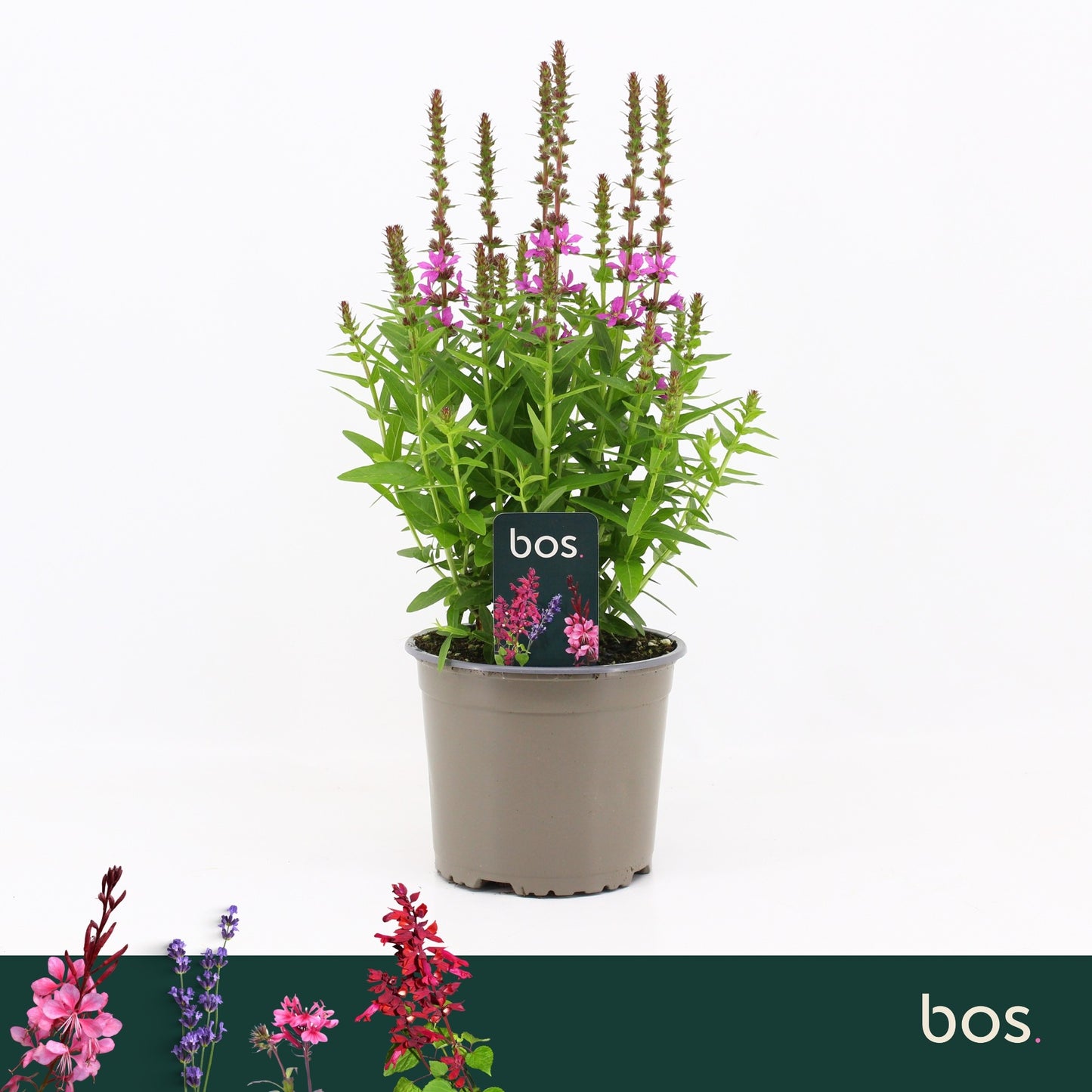 Lythrum Robin 40cm 17cm Pot