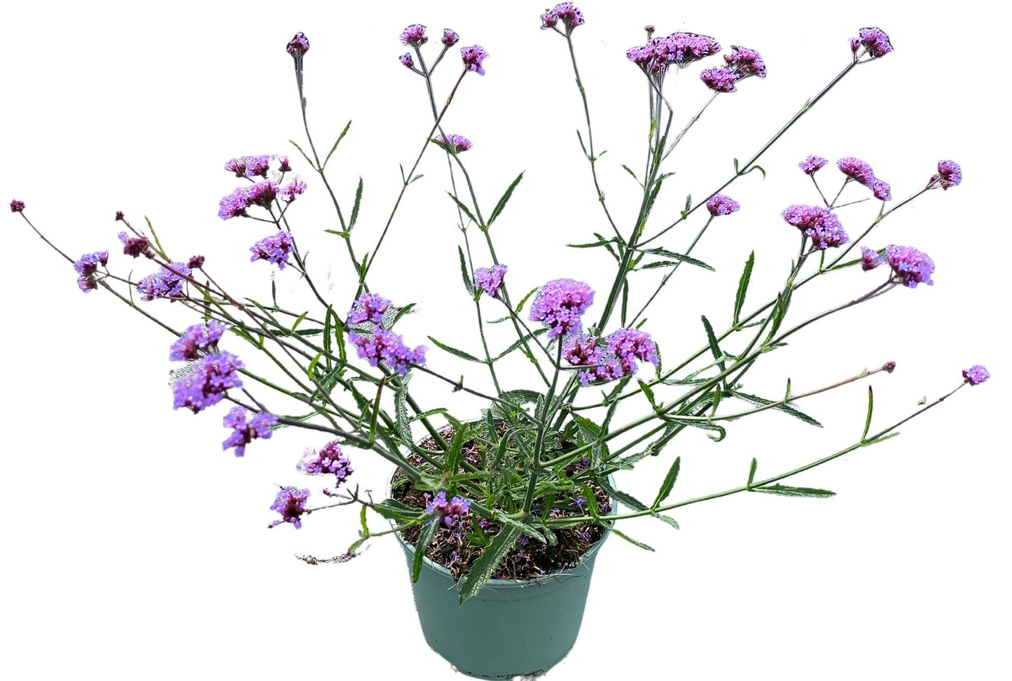 Verbena bonariensis 45cm 19cm Pot