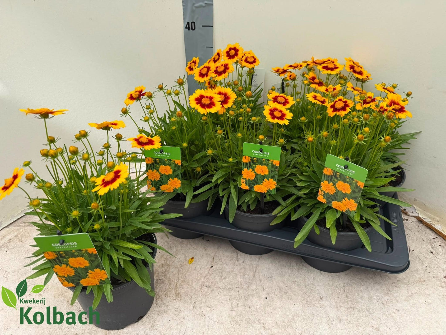 Coreopsis Upstick Gold + Bronze 40cm 17cm Pot