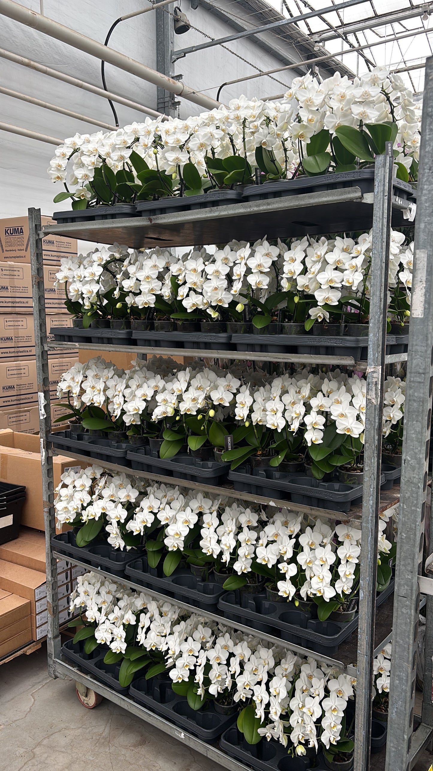 Phalaenopsis white hoop 30cm 9cm Pot