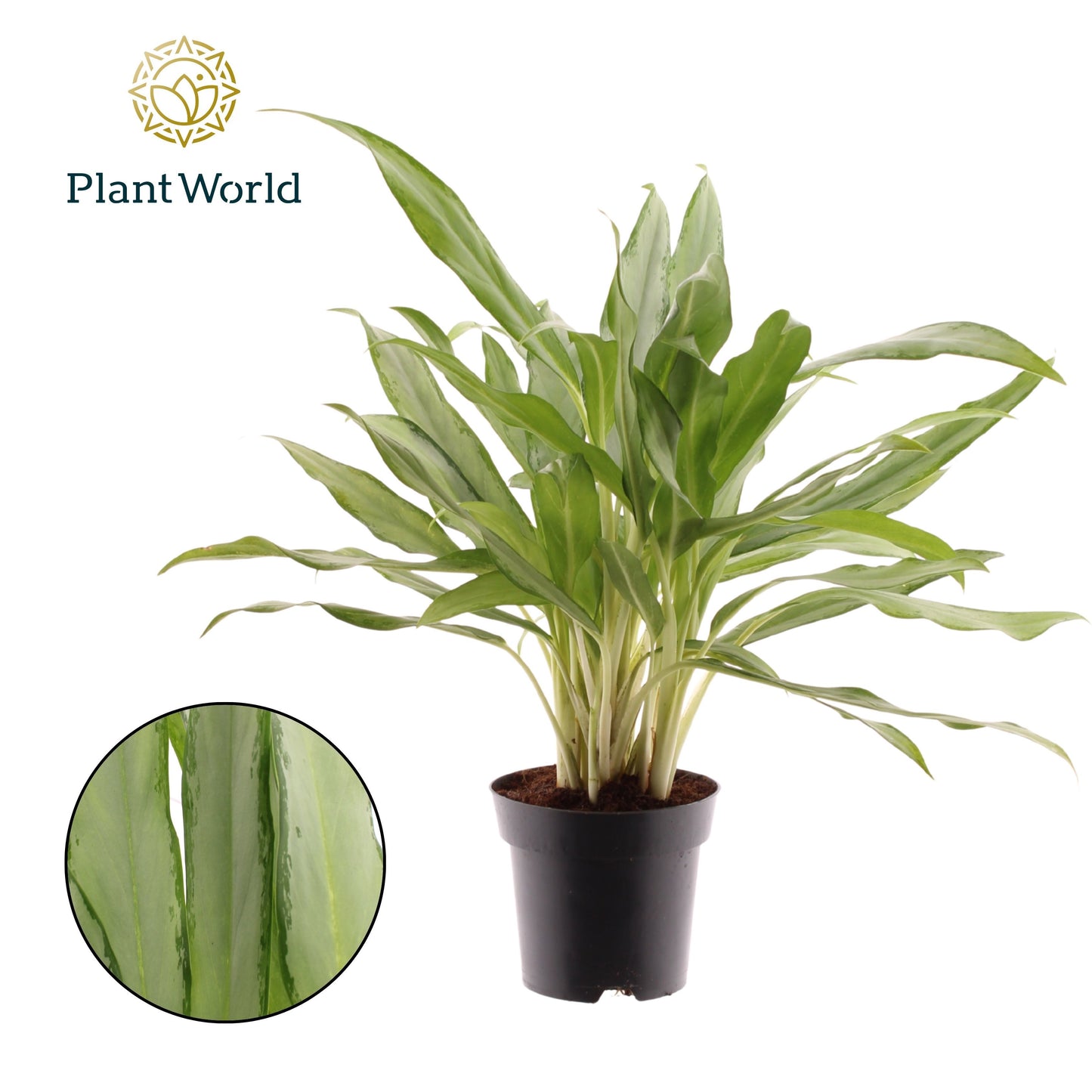 Aglaonema White Lance 50cm 14cm Pot