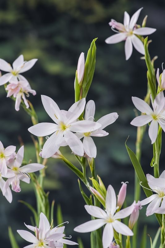 Schizostylis Alba 35cm 9cm Pot