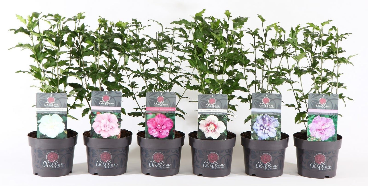 Hibiscus syriacus Chiffon mix 55cm 19cm Pot