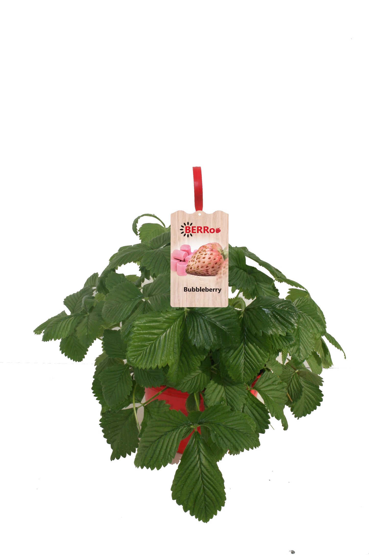 Fragaria ananassa (Strawberry) 50cm 25cm Pot