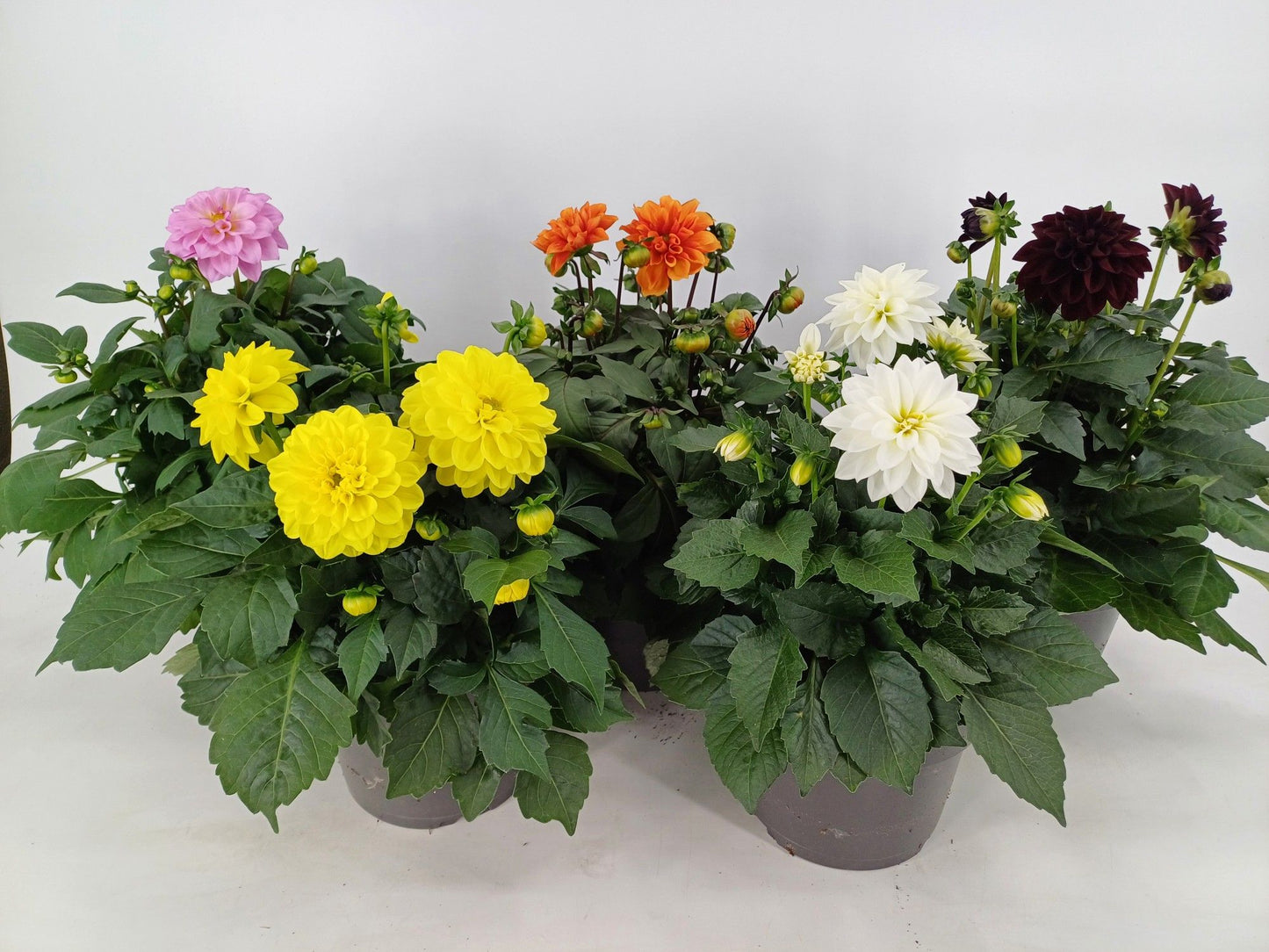 Dahlia Dalina Maxi mix 30cm 17cm Pot