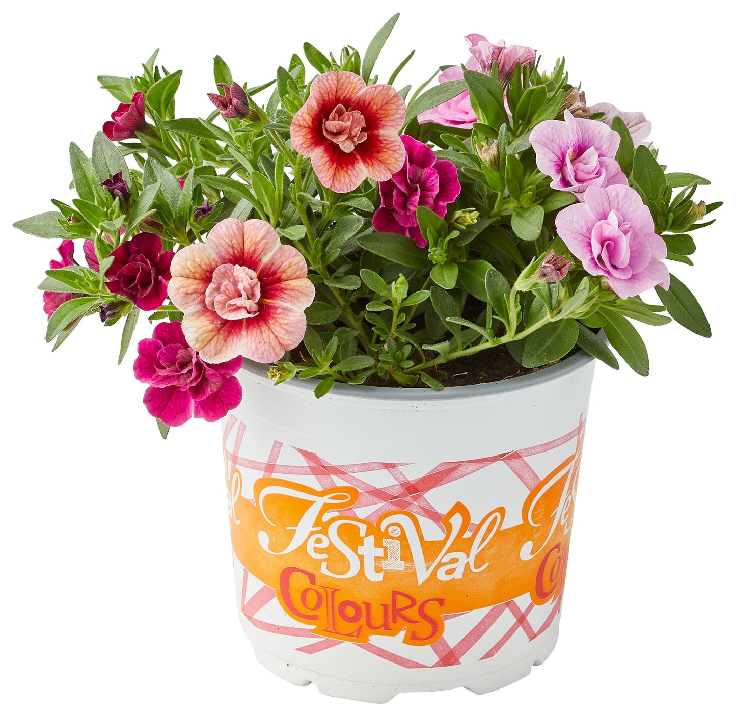 Calibrachoa Aloha Double mix 20cm 12cm Pot