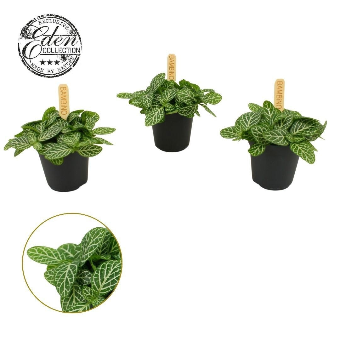 Fittonia verschaffeltii 10cm 505cm Pot