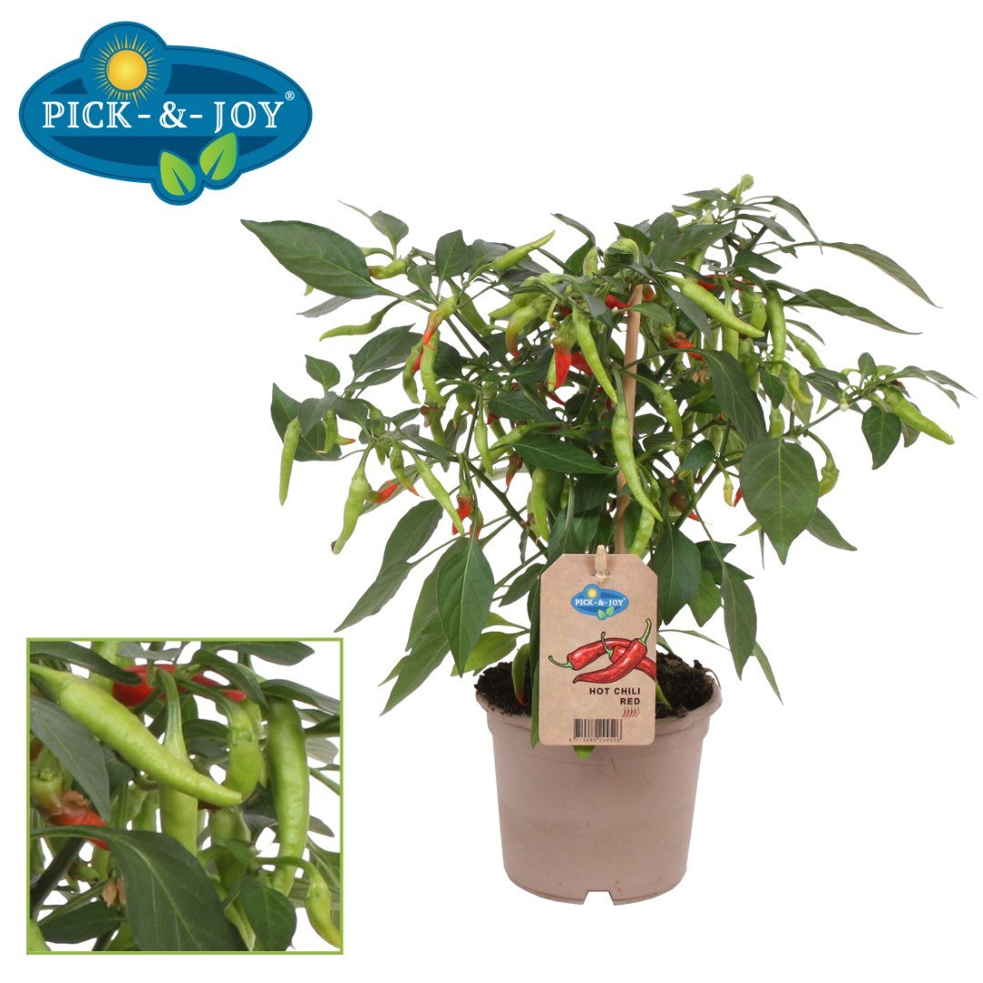 PICK&JOY Hot Chili Fiesta 35cm 12cm Pot