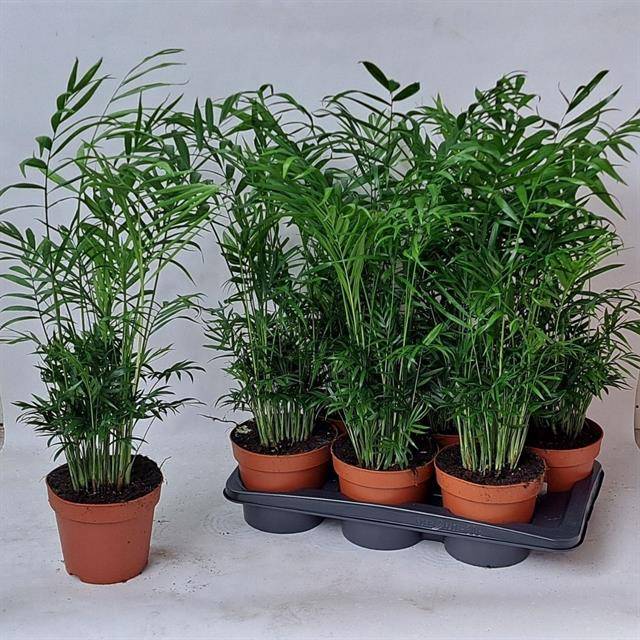 Overkleeft, Kwekerij Chamaedorea elegans Pack of 6