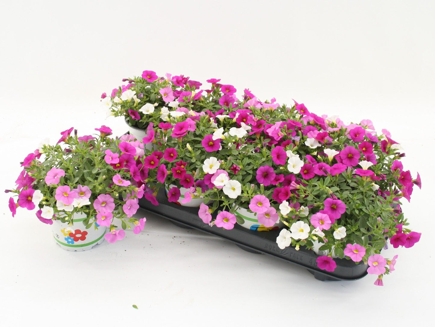 Calibrachoa Mixmasters Pink Paradise 20cm 12cm Pot