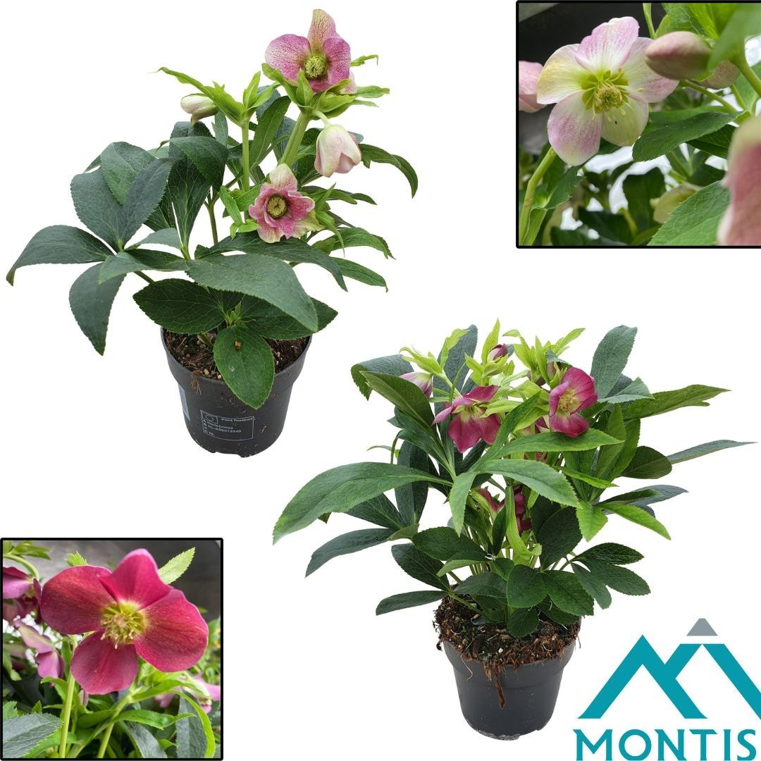 Helleborus orientalis 26cm 12cm Pot