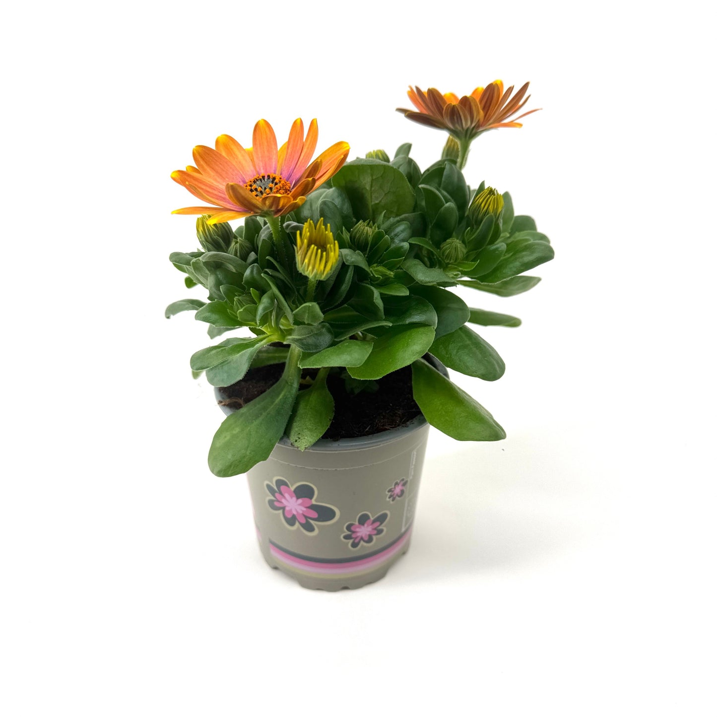 Osteospermum Senorita Bonita 22cm 11cm Pot