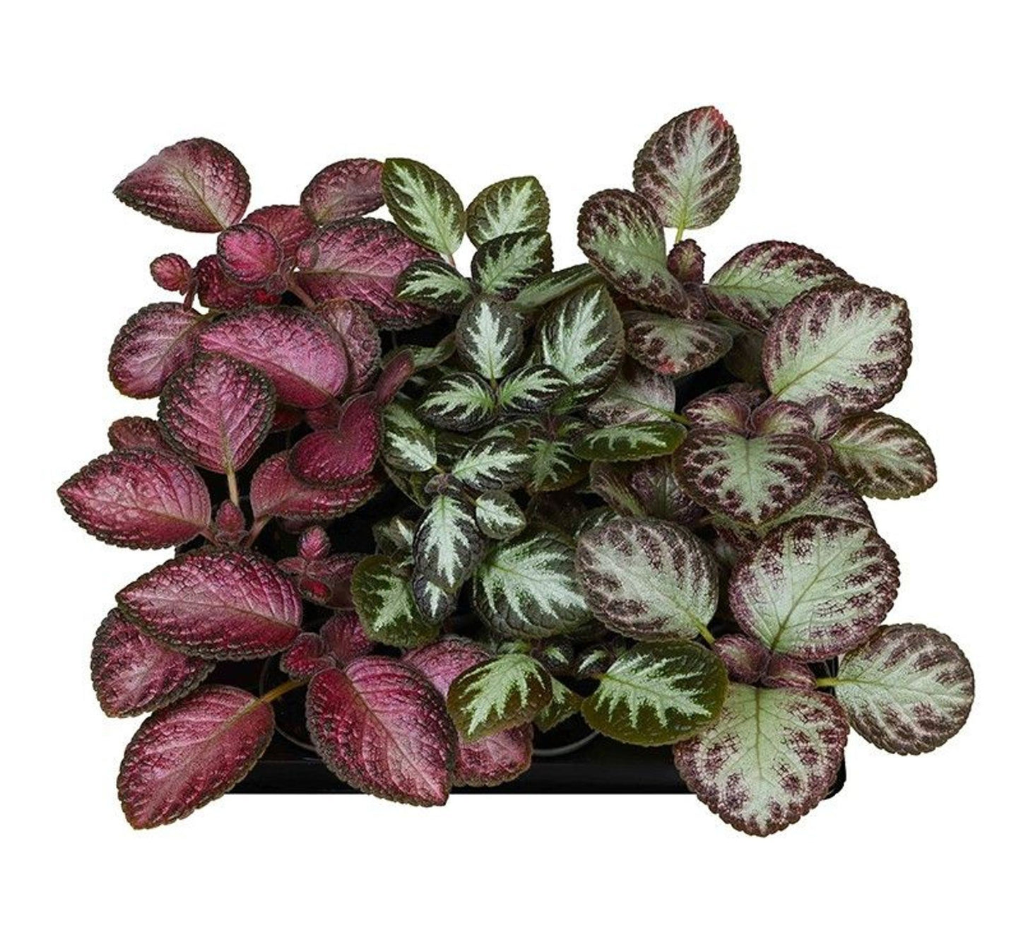 Episcia reptans 6cm Pot