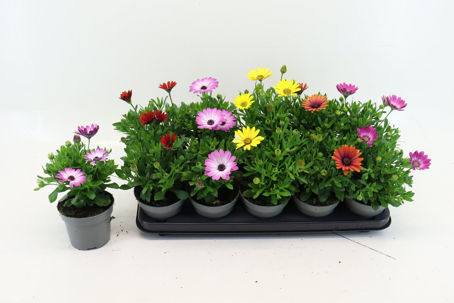 Osteospermum mix 25cm 12cm Pot