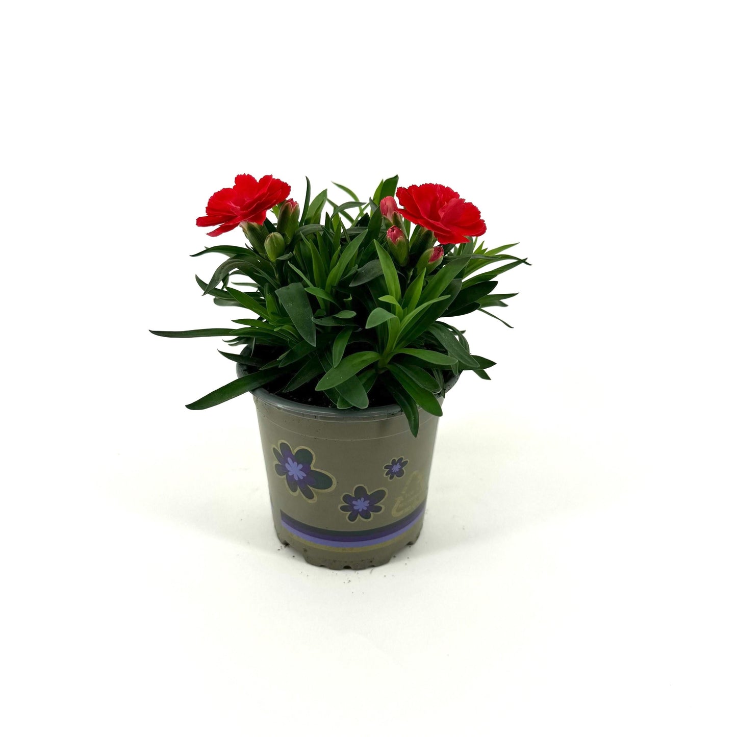 Dianthus Oscar Red 22cm 11cm Pot