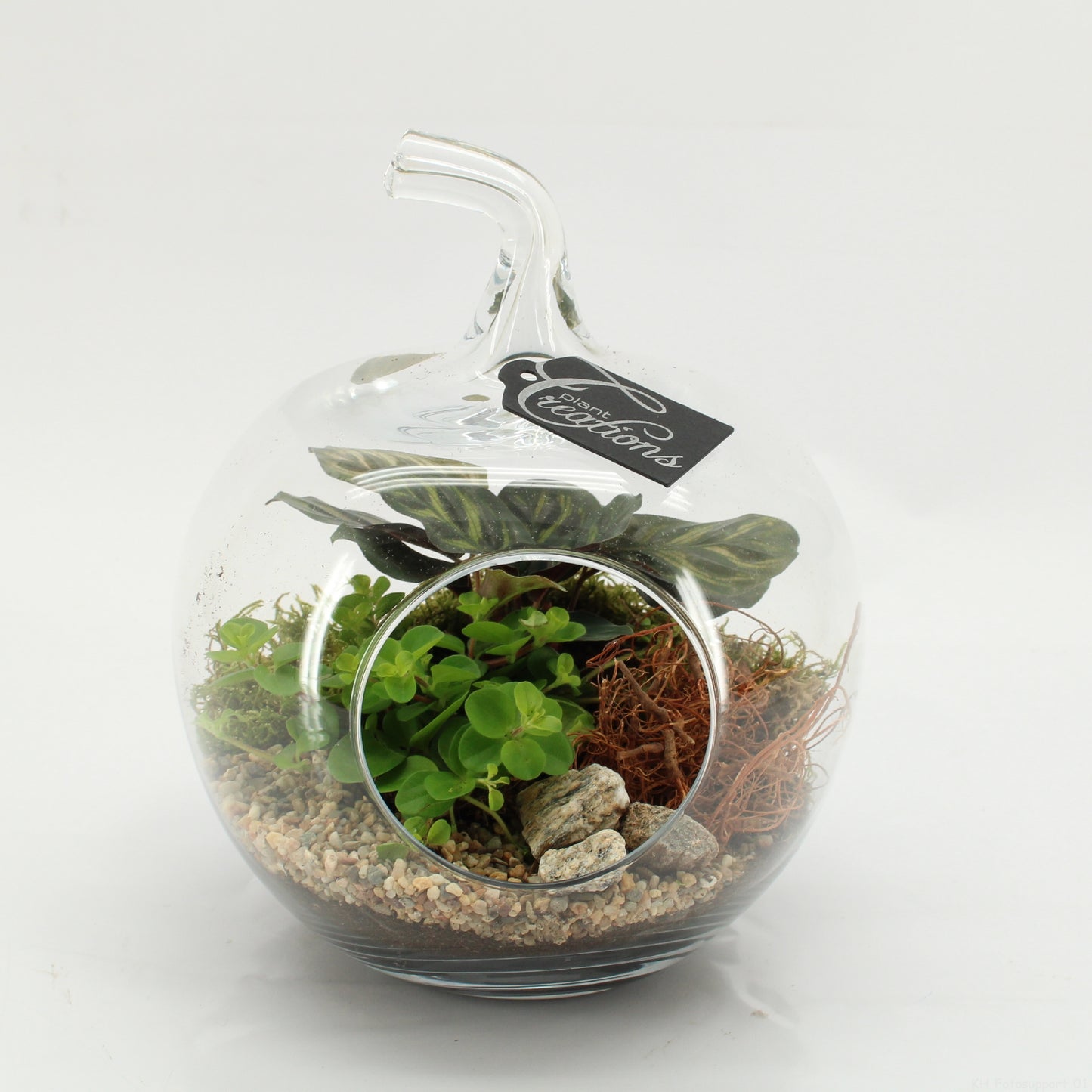 Indoor green arrangement 24cm 20cm Pot
