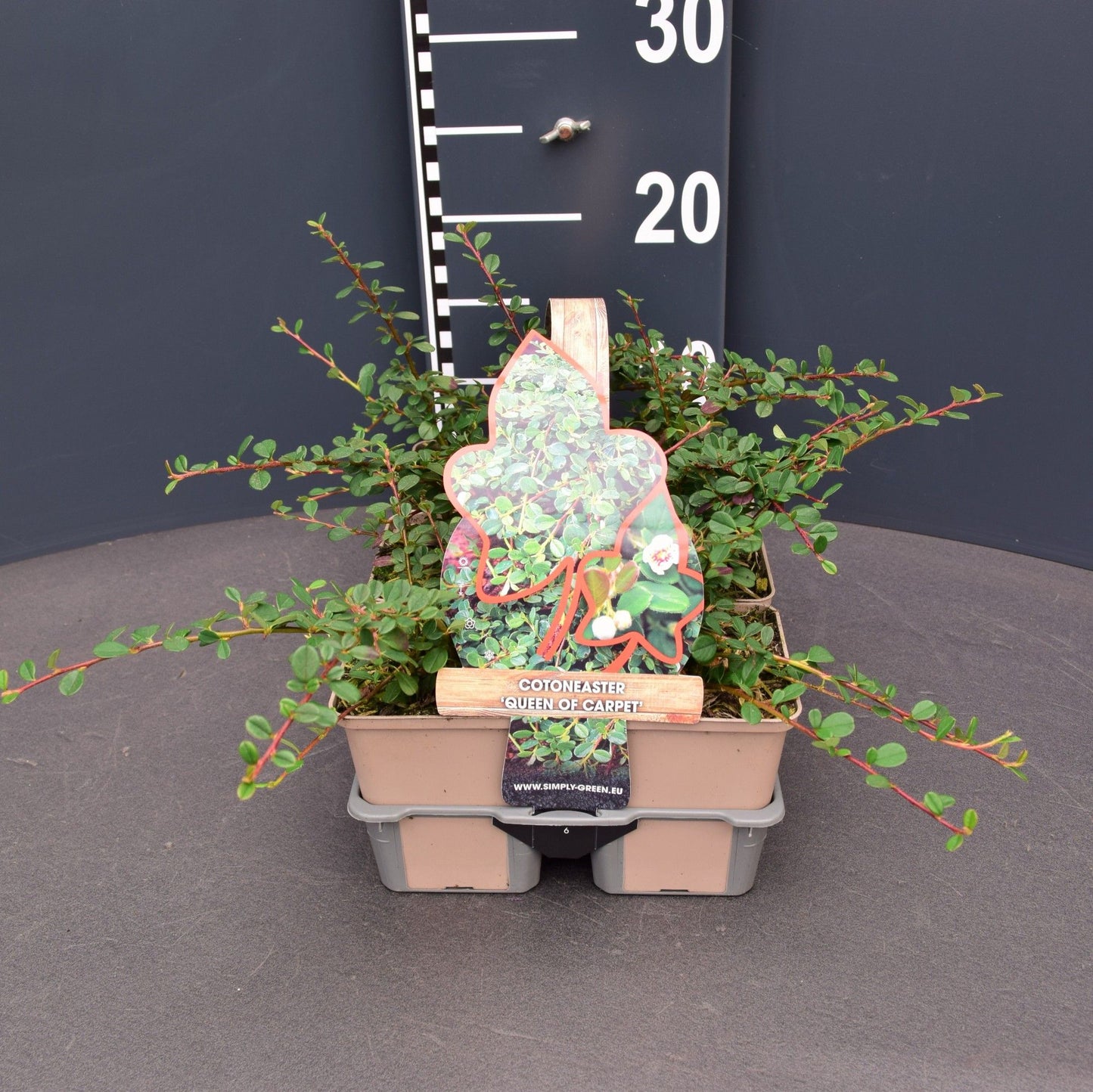 Cotoneaster pro. Queen of Car. 6-pack 5cm 9cm Pot