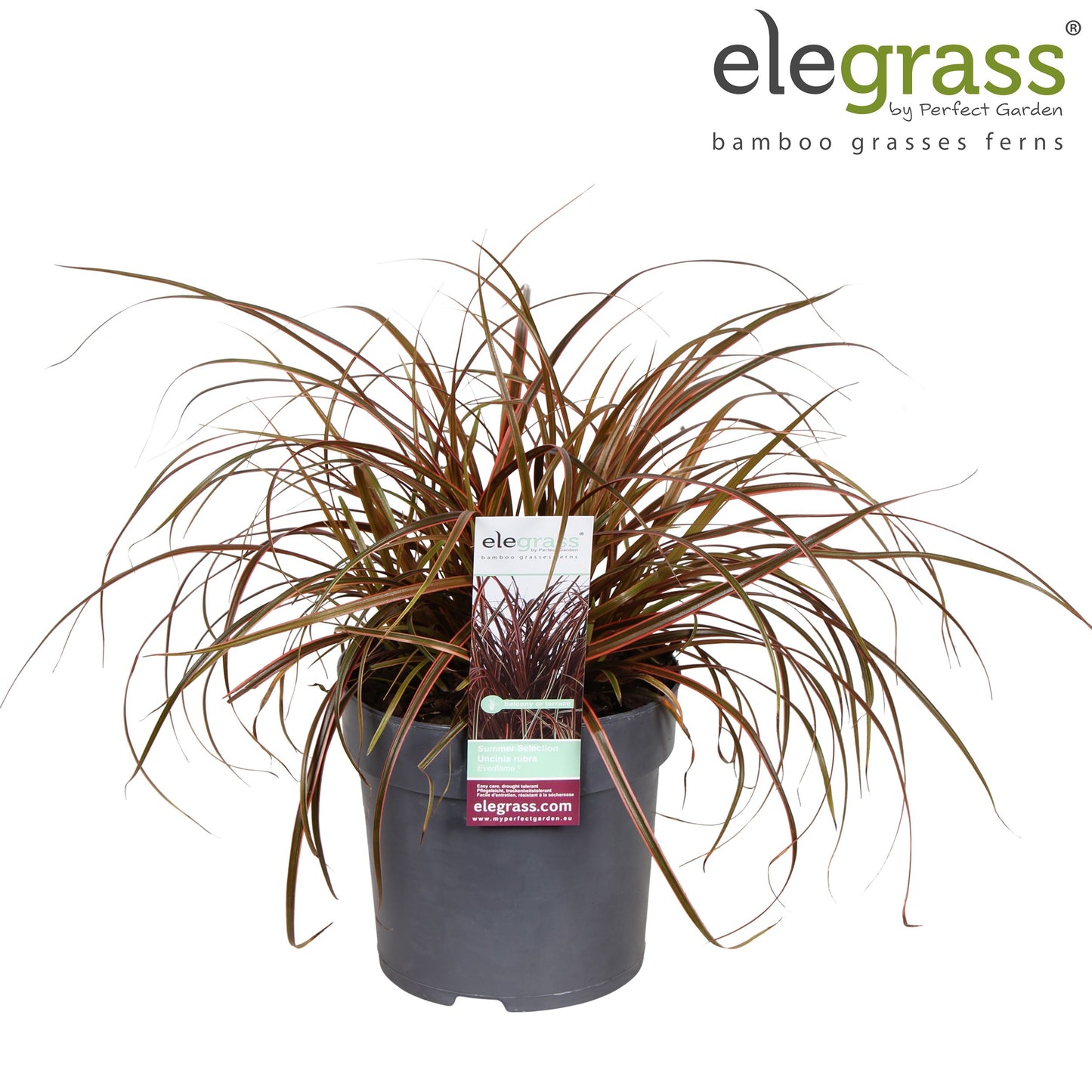 Uncinia rubra Everflame 40cm 14cm Pot
