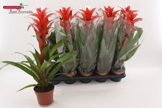 Best Bromelia Guzmania Allura Pack of 10