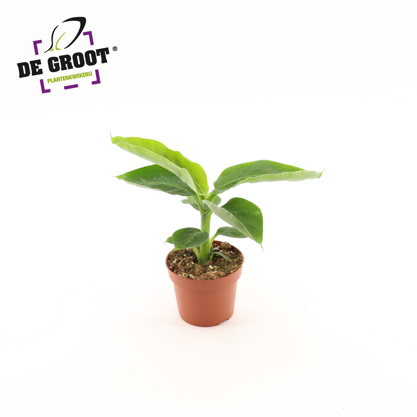 Musa Oriental Dwarf 30cm 12cm Pot